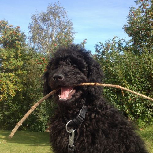 dog labradoodle stick