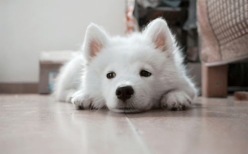 dog puppy white