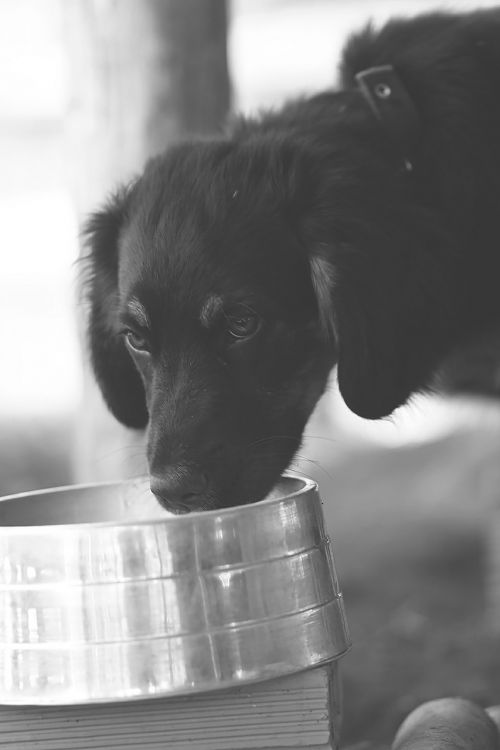 dog pooch drinking water