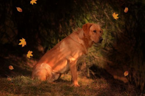 dog labrador pet