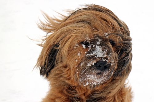 dog snow portrait