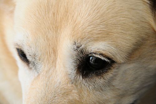 dog labrador eye