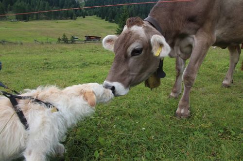 dog cow dolomites