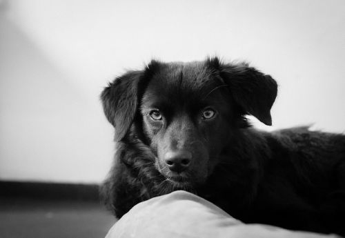 dog labrador puppy