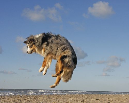 dog beach australian shepherd