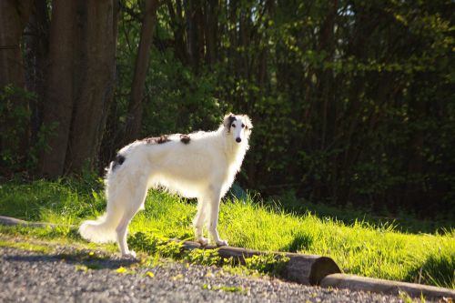 dog greyhound borzoi