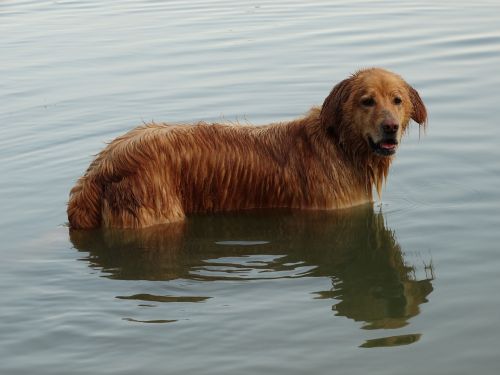 dog lake swim