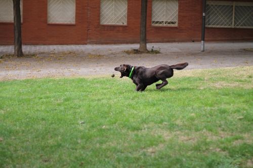 dog speed ball