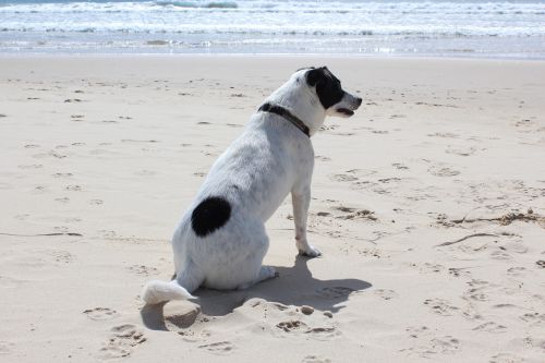 dog beach sun