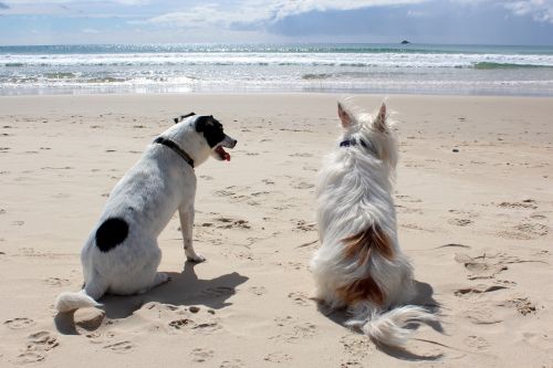 dog beach pet