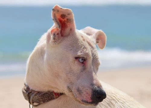 dog beach sea