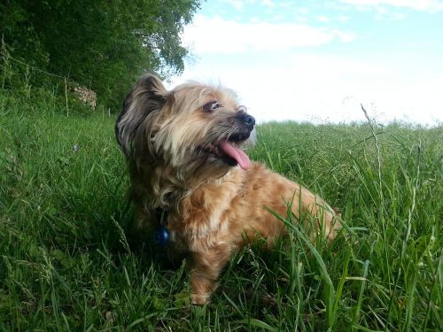 dog dog on meadow hundeportrait