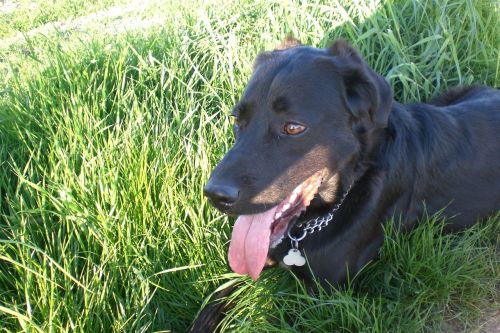 dog meadow dog on meadow