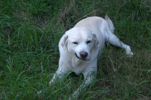 dog labrador white