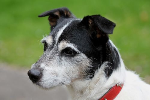dog jack russell close
