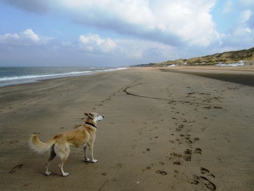 dog sea distant