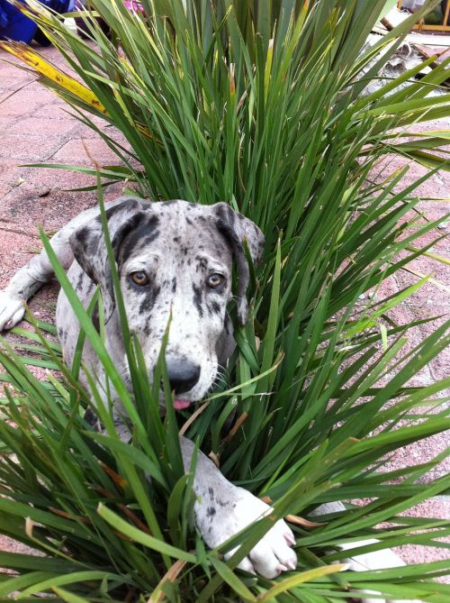 dog plants hide