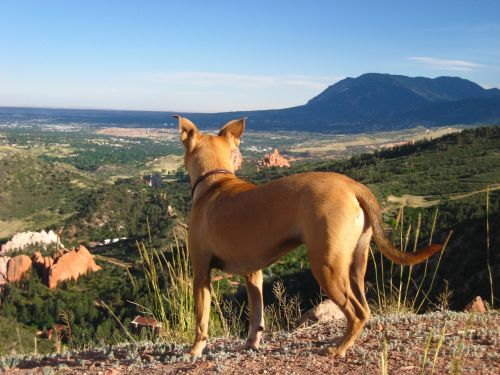 dog mountains vista