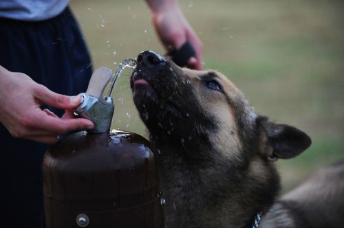 dog german shepherd drinking