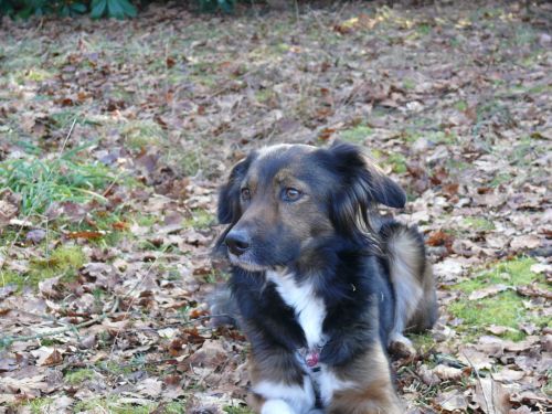 dog irish setter border collie