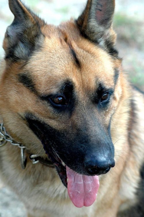dog german shepherd canine