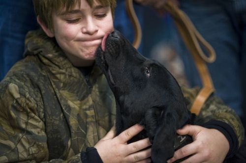 dog labrador retriever