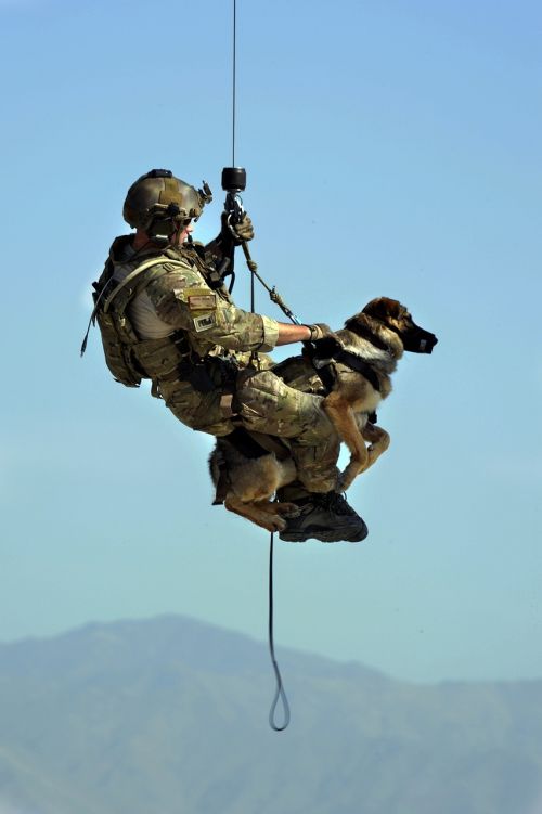 dog rescue canine