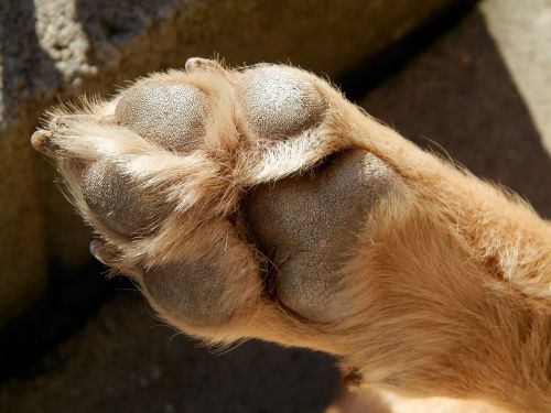 dog pets paw