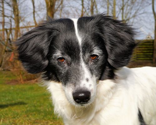 dog male portrait