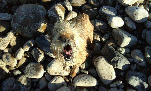 dog stones nature