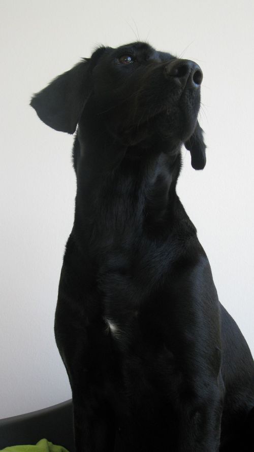 dog labrador formel1