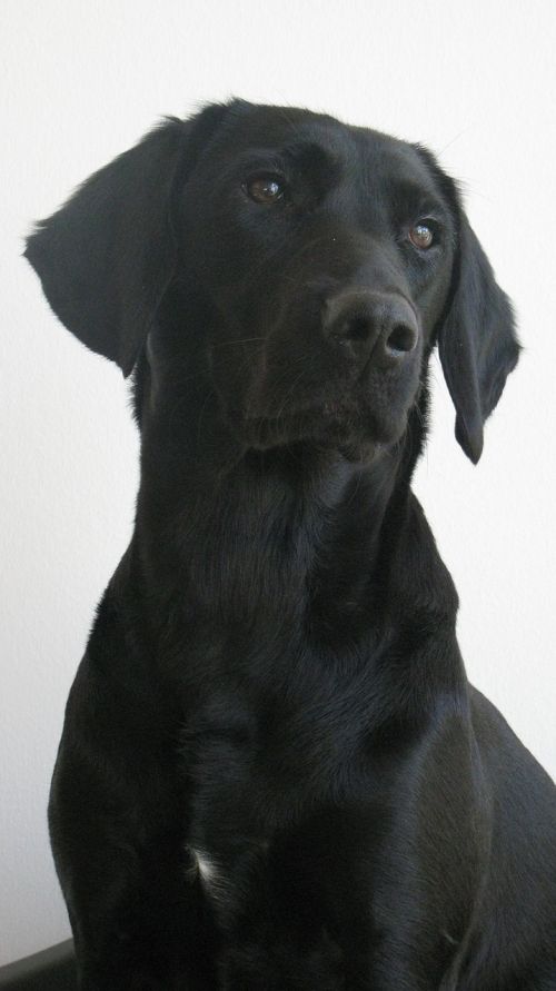 dog labrador formel1