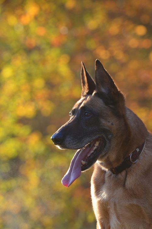 dog autumn leaves