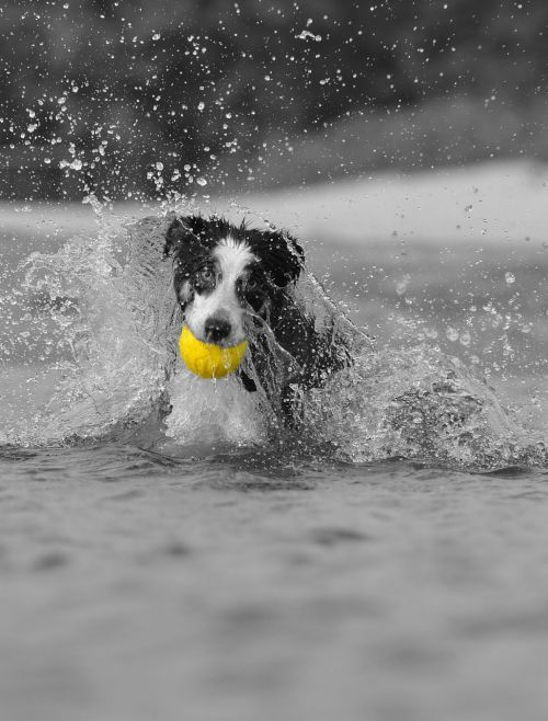 dog play water