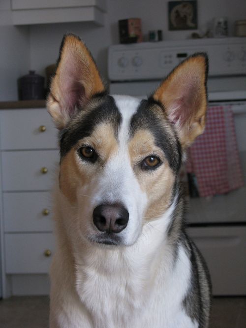 dog husky portrait