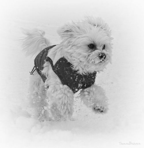 dog snow running