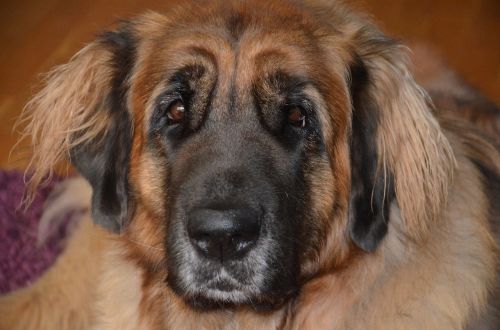 dog leonberger beautiful