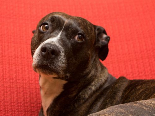 dog american staffordshire terrier portrait