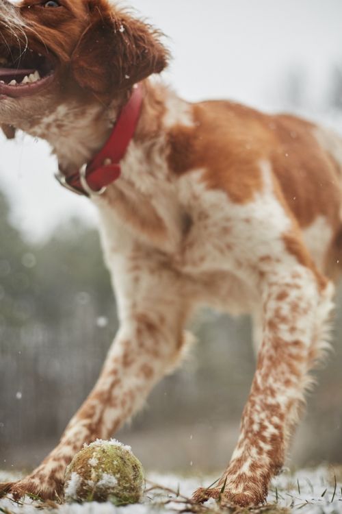 dog playing ball