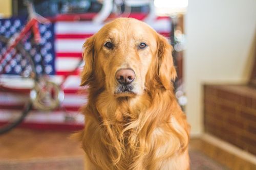dog golden retriever canine