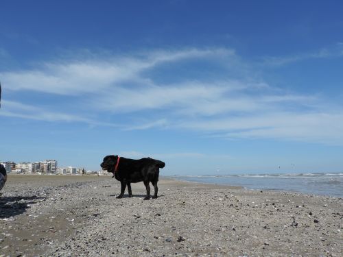 dog labrador sea