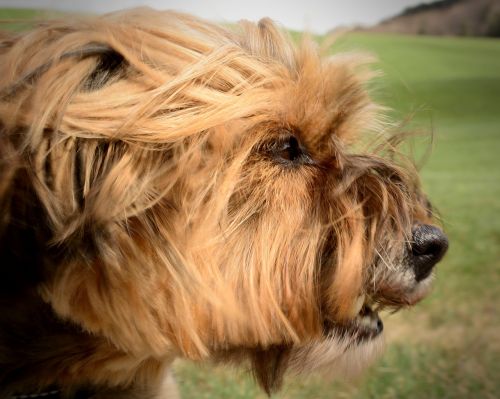 dog head portrait