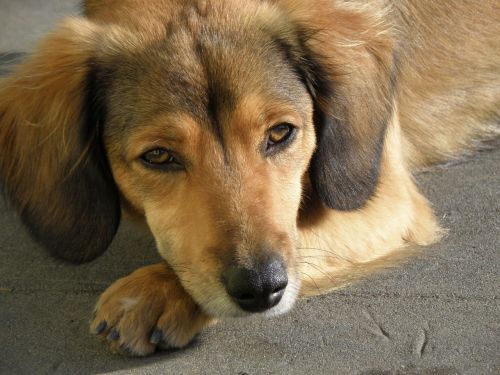 dog head portrait