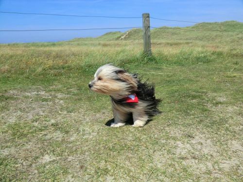 dog wind animal