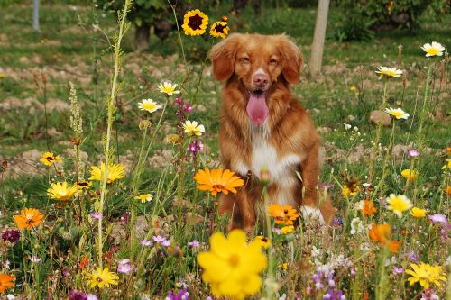 dog flowers sun