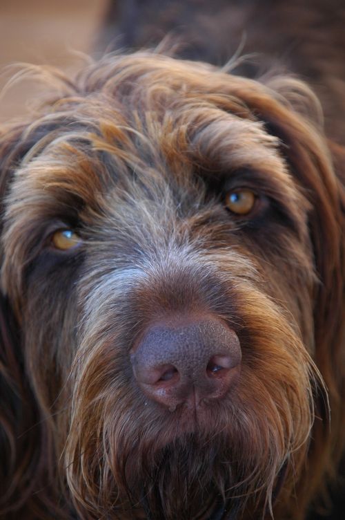 dog wirehaired close