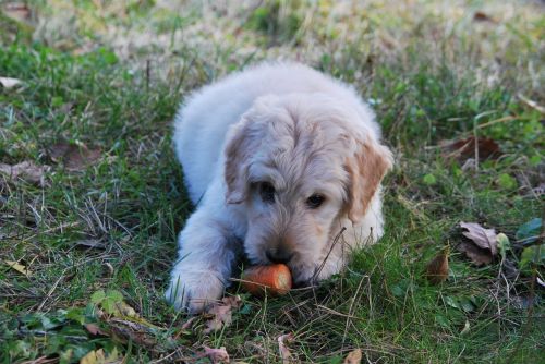 dog carrot playing