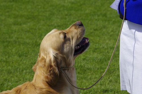 dog golden retriever animal