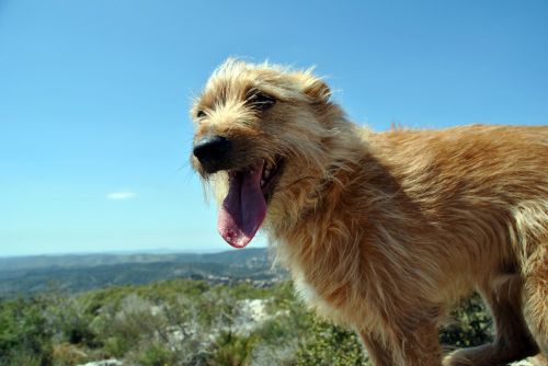 dog friend mountain