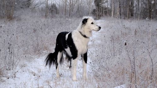 dog frost snow